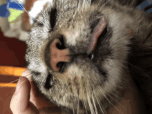 a close up of a cat with its tongue hanging out