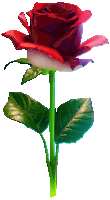 a red rose with a green stem and leaves