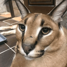 a close up of a cat 's face that looks like a lion