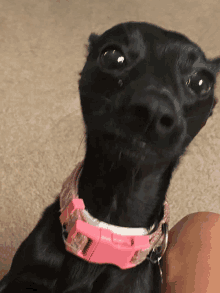 a black dog wearing a pink collar with a pink buckle looks at the camera