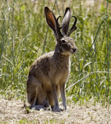 a rabbit with antlers on its ears is standing in a field