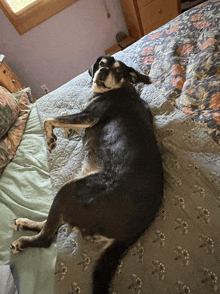 a dog laying on a bed with a floral blanket