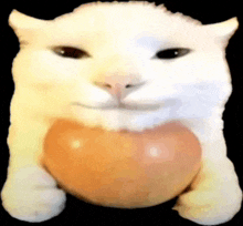 a white cat is holding an apple in its paws