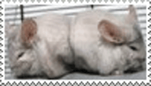 two chinchillas are laying next to each other in a cage