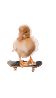 a small duck is riding a skateboard with a white background