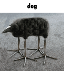 a picture of a bird that looks like a dog walking on the ground