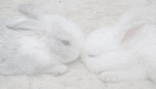 two white rabbits are laying next to each other on a white surface .