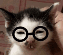 a black and white cat wearing glasses on its face