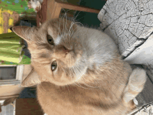 a close up of a cat 's face with a blurred background