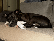 a black and white dog laying on a couch with its head on a pillow