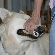 a person is holding a dog 's mouth with their hands