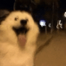 a close up of a dog with its mouth open and its tongue out .