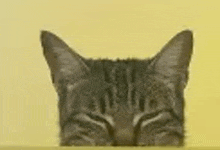 a close up of a cat 's face with its eyes closed on a yellow background .