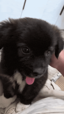 a black and white puppy with its pink tongue sticking out