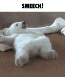 a polar bear cub is laying on its back on a blanket .