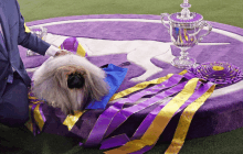 a dog is sitting on a purple rug with ribbons and a trophy in the background