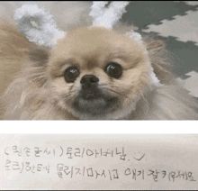 a picture of a dog next to a piece of paper with korean writing