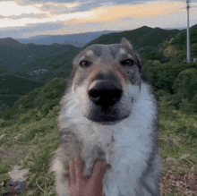 a close up of a dog with a person 's hand on its nose
