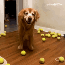 a dog standing in front of a pile of tennis balls with the petcollective written on the wall behind it