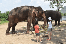 a boy and a girl are standing next to elephants