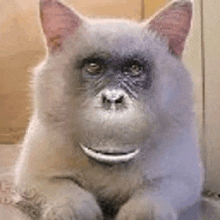 a cat that looks like a monkey with a monkey face .