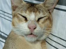 a close up of a cat laying down with its eyes closed