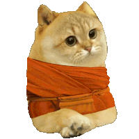 a cat with an orange scarf around its neck and arms