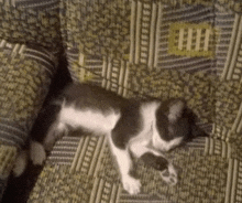 a black and white cat is laying on a couch with its legs crossed .