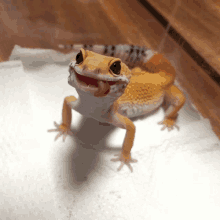 a lizard with its tongue hanging out is smiling for the camera