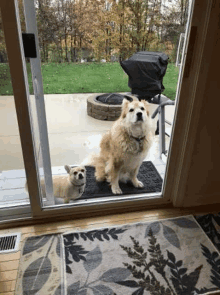 two dogs are standing in front of a sliding glass door looking out .