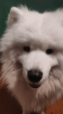 a close up of a white dog 's face looking at the camera