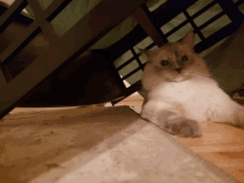 a cat laying on the floor under a cage