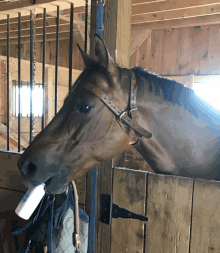 a horse with a bottle in its mouth