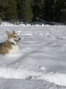 a brown and white dog is laying in the snow with trees in the background