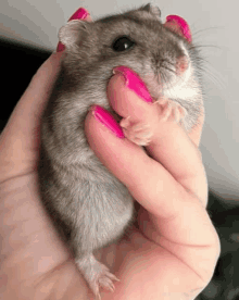 a person with pink nails is holding a small grey hamster