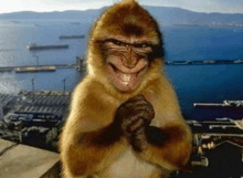 a smiling monkey is standing in front of the ocean