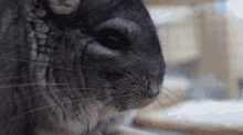 a close up of a chinchilla 's face with its eyes closed