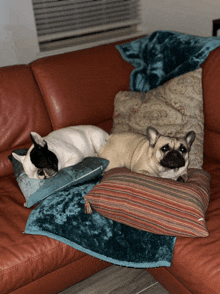 two pugs laying on a couch with pillows and a blanket