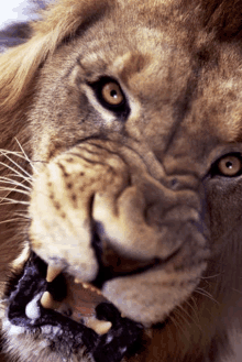 a closeup of a lion with its mouth open