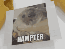 a picture of a hamster with the word hampter underneath it