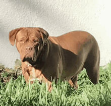 a brown dog is standing in the grass with a white wall in the background