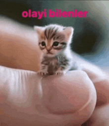 a small kitten is sitting on top of a person 's finger