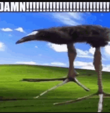 an ostrich with long legs is standing on its hind legs in a grassy field .