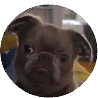 a close up of a dog 's face in a circle on a white background