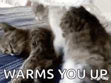 two cats are laying on a bed with the words `` warms you up '' .