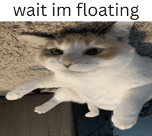 a cat is laying on a carpet with the words wait im floating below it