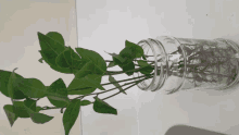 a mason jar filled with water and a plant inside