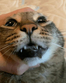 a close up of a cat 's face with its teeth showing