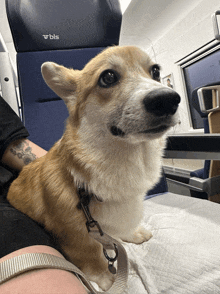 a dog is sitting on someone 's lap in front of a seat that says bis on it