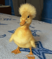 a baby duck is standing on a bed with the words good morning written on the bottom